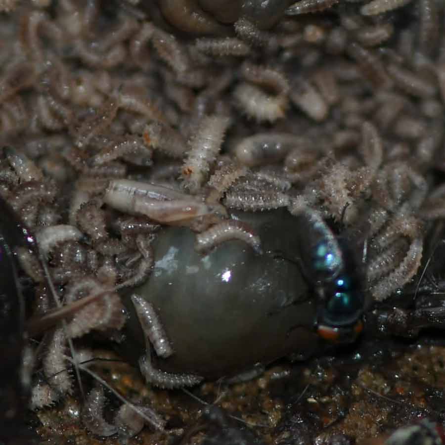 ব্লো ফ্লাই।