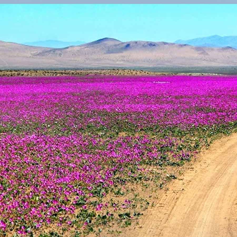 Atacama Desert