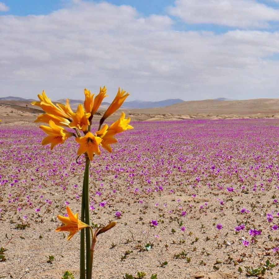 Atacama Desert