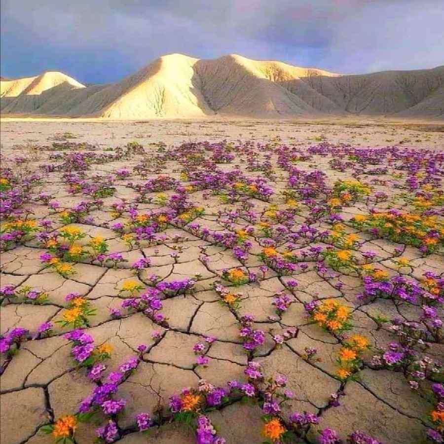 Atacama Desert