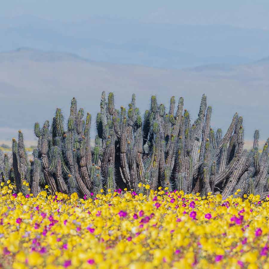 Atacama Desert