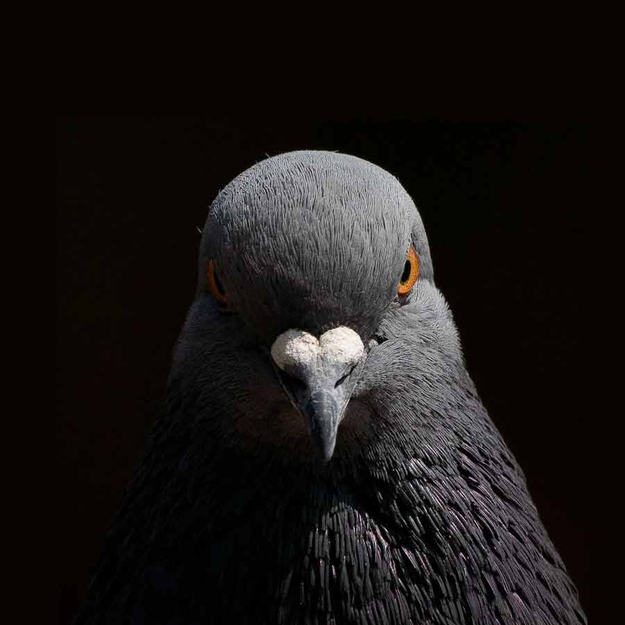 Pigeon carrying threat note caught near India Pakistan border dgtl