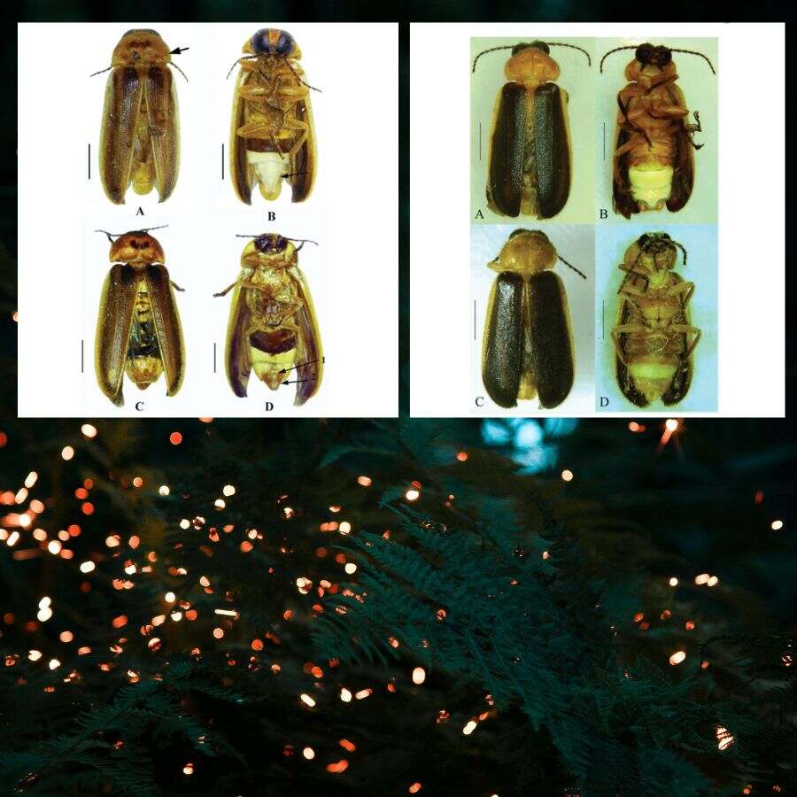 (Inset) ‘Triangulara sundarbanensis’ on the left and ‘Mediopteryx bengalensis’ on the right.