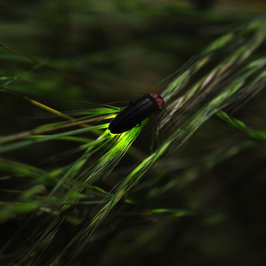Fireflies keep the light on in the dark, which is why they are also called 'Tamomoni'.