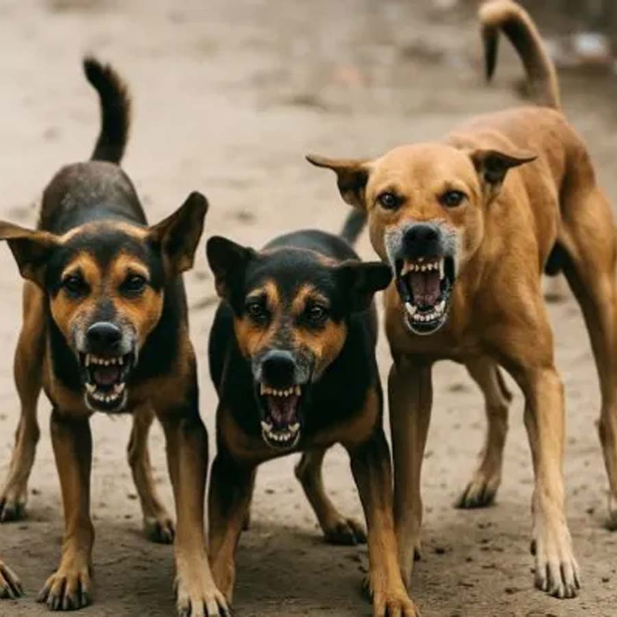 Students in Chhattisgarh school fed midday meal licked by dog, given anti-rabies immediately, High Court orders compensation dgtl