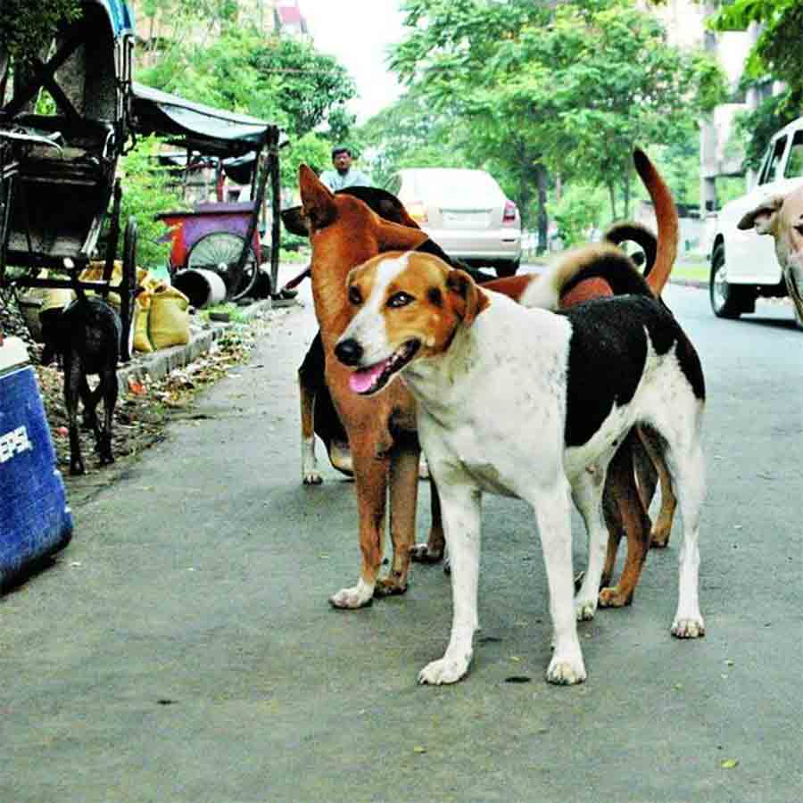 Calcutta High Court seeks West Bengal Government’s response on sterilization of stray dogs dgtl