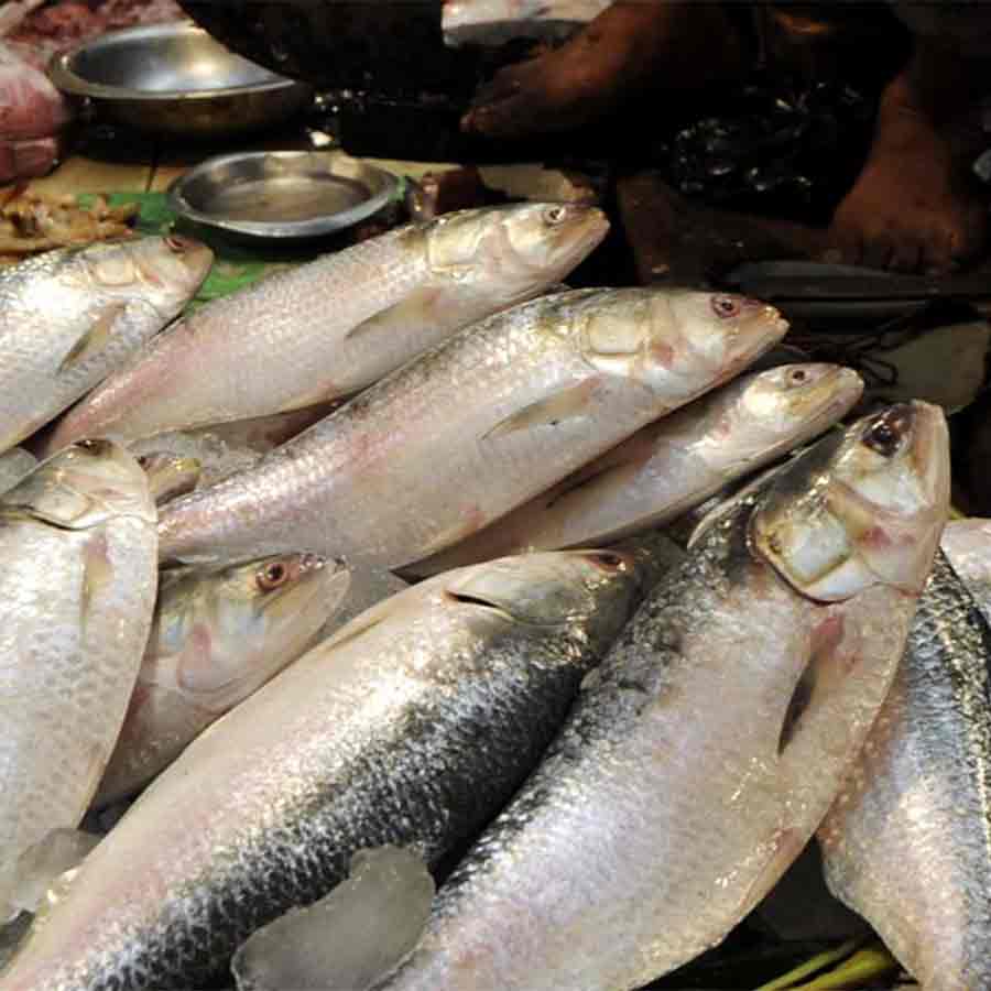 Padma hilsa will be available in Kolkata markets from Thursday