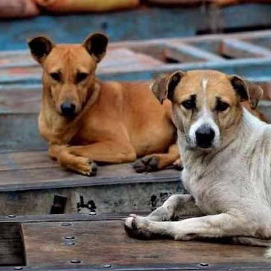 What Supreme Court said on Delhi Stray Dogs putting stay on previous order dgtl
