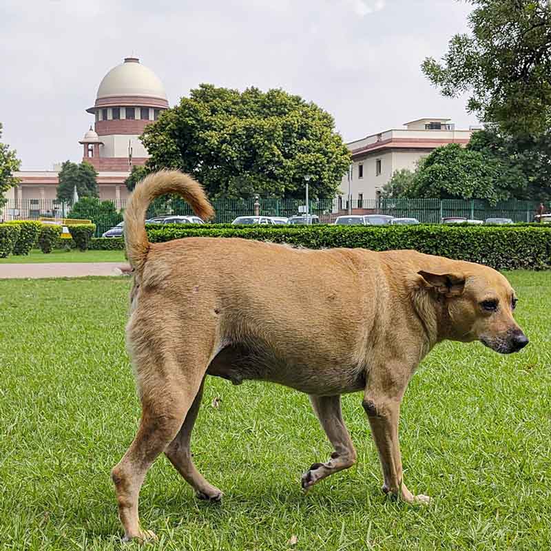 What Supreme Court said on Delhi Stray Dogs putting stay on previous order dgtl