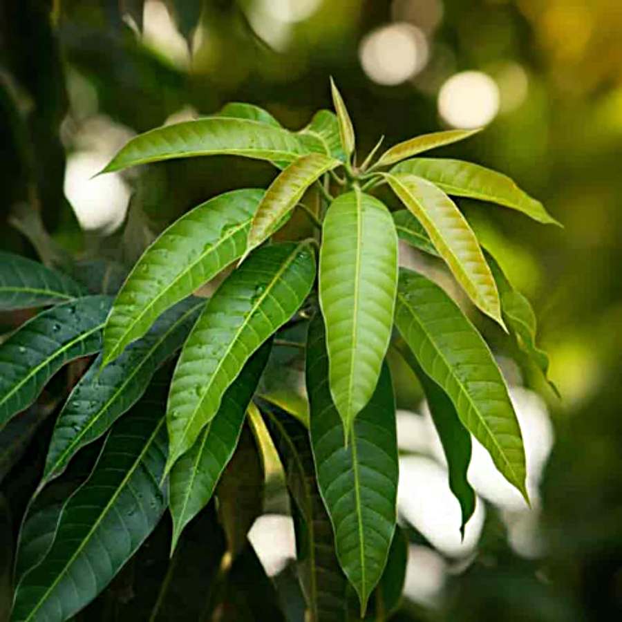 7 health benefits of Mango leaves dgtl