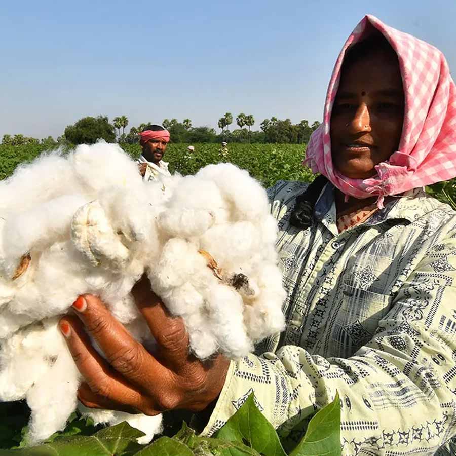 Cotton Import Duty