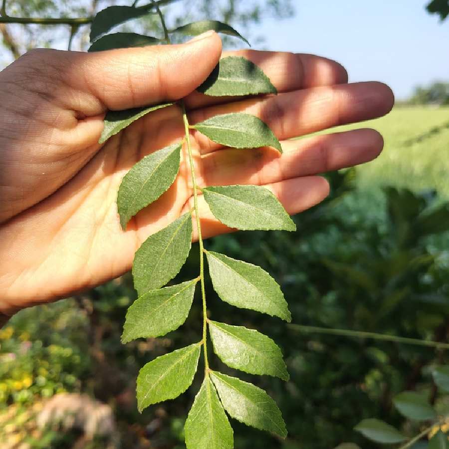 Tips you should keep in mind to make your Curry patta plant grow faster dgtl