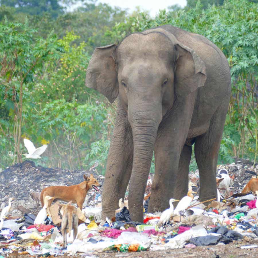 Concern rises as Asian elephants are eating plastic waste and other junk foods apart from their normal diet