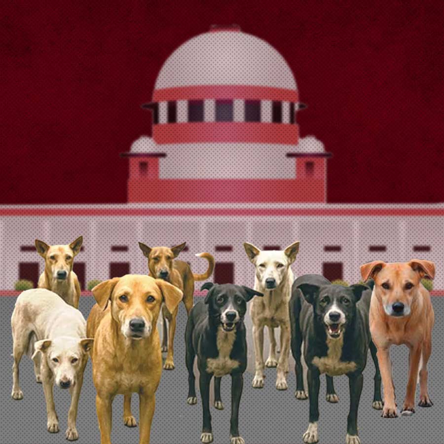 Supreme Court revises its order on stray dogs dgtl