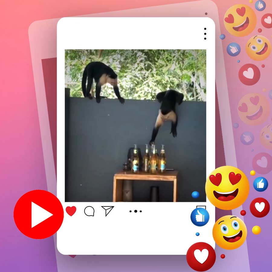 Video of capuchin monkey stealing beer bottles in Costa Rica goes viral dgtl