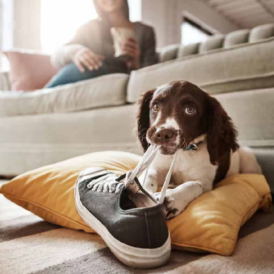 How to maintain pretty home with active pets dgtl