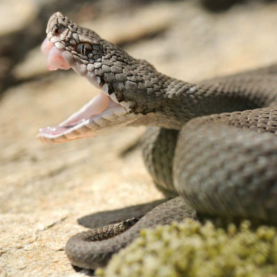 Indian Snake Species