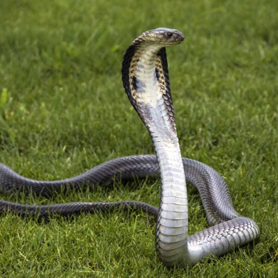 Indian Snake Species