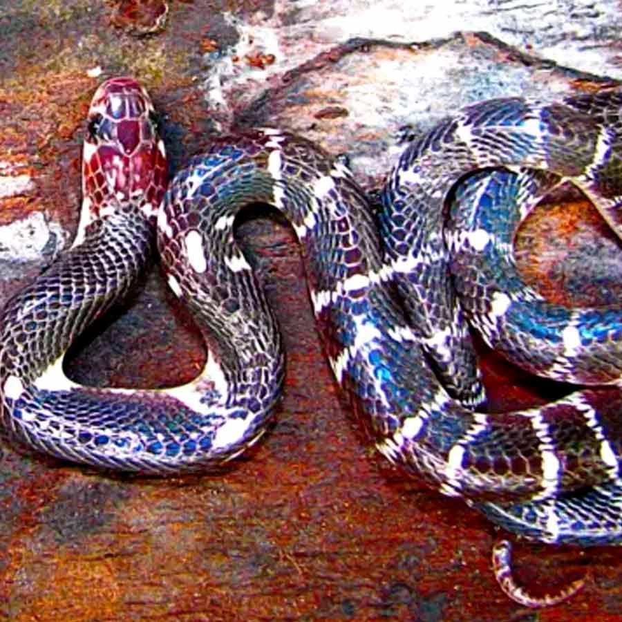 Indian Snake Species
