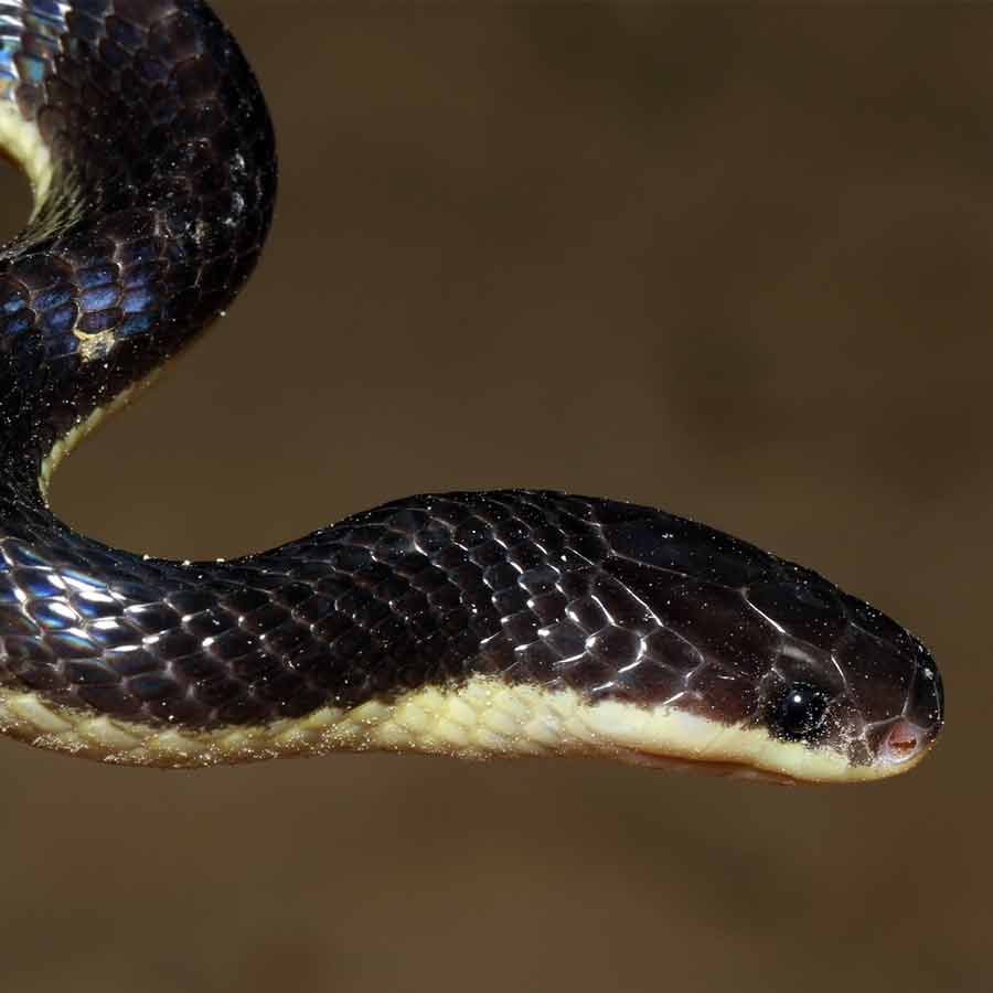 Indian Snake Species