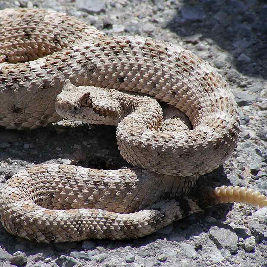 Indian Snake Species