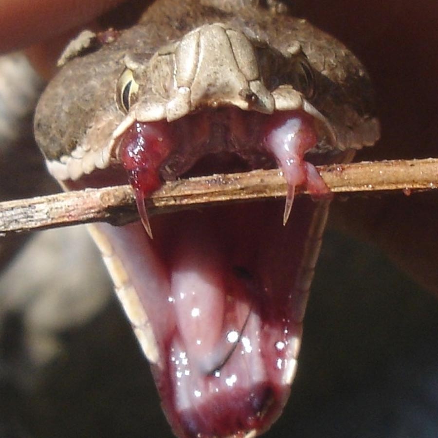 Indian Snake Species