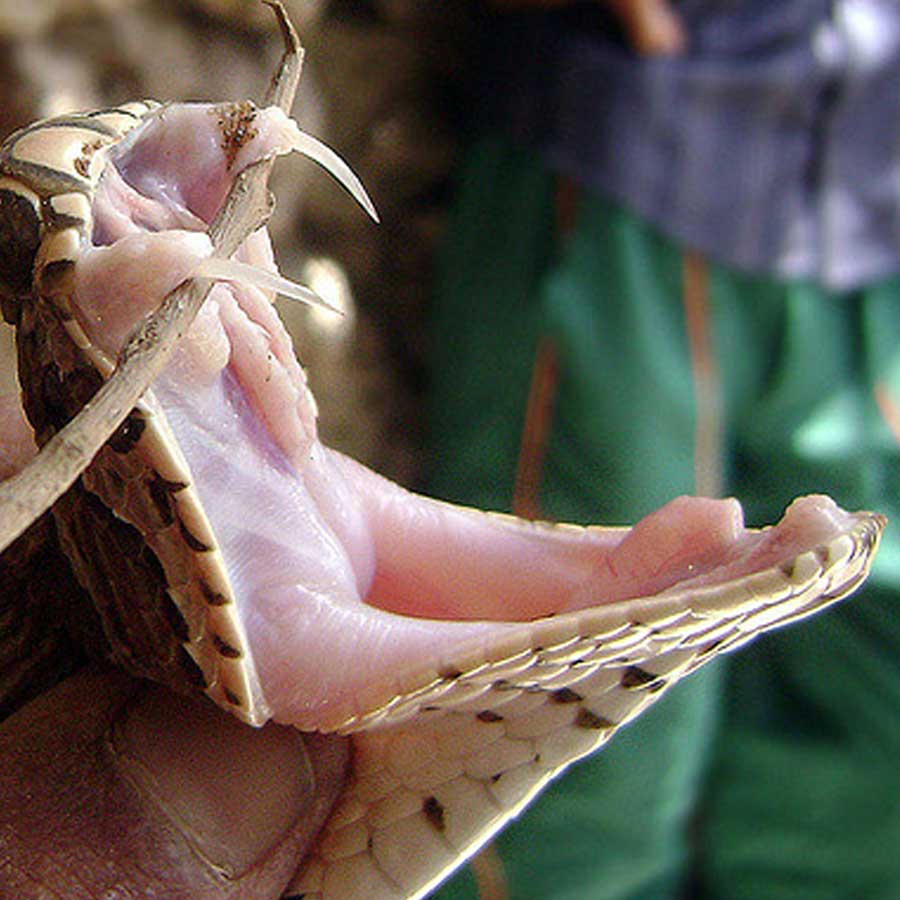 Indian Snake Species