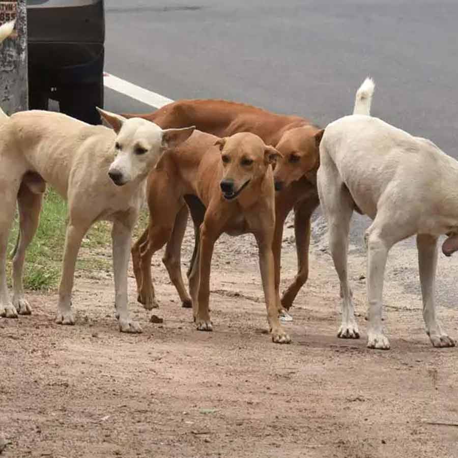 Man allegedly slapped in Ghaziabad for feeding stray dogs in public place dgtl