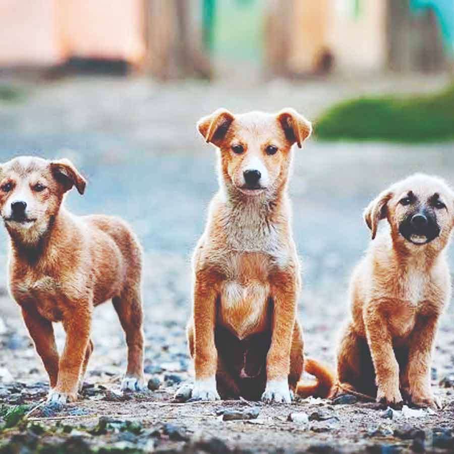 Several questions rising regarding puppies death incident of Parnasree