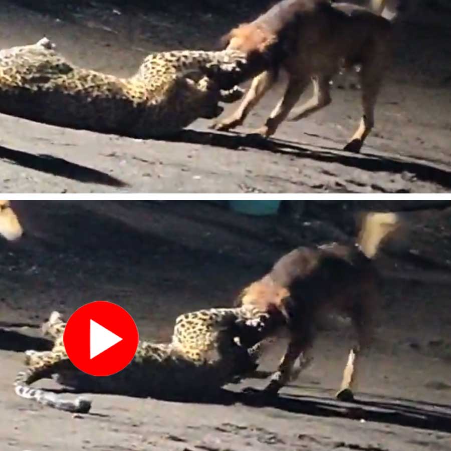Video shows stray dog overpowers leopard in a Maharashtra Village