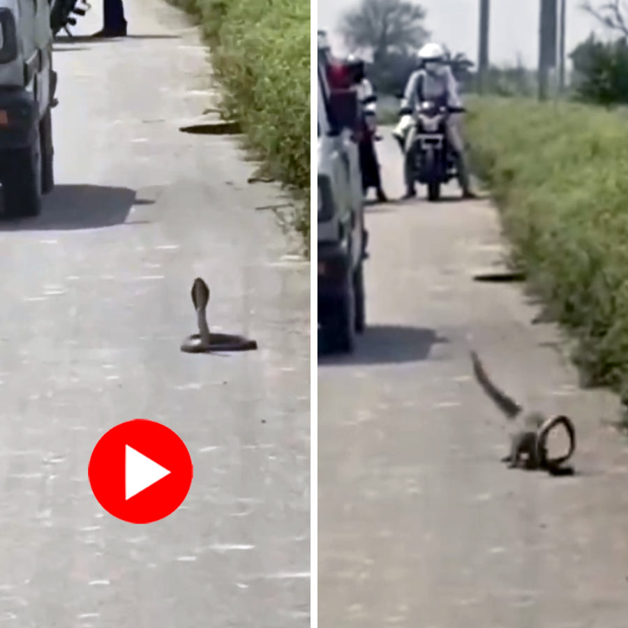 Video shows fight between snake and mongoose in Uttar Pradesh
