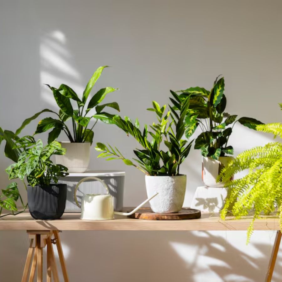Buy the highest oxygen-producing indoor plants dgtl