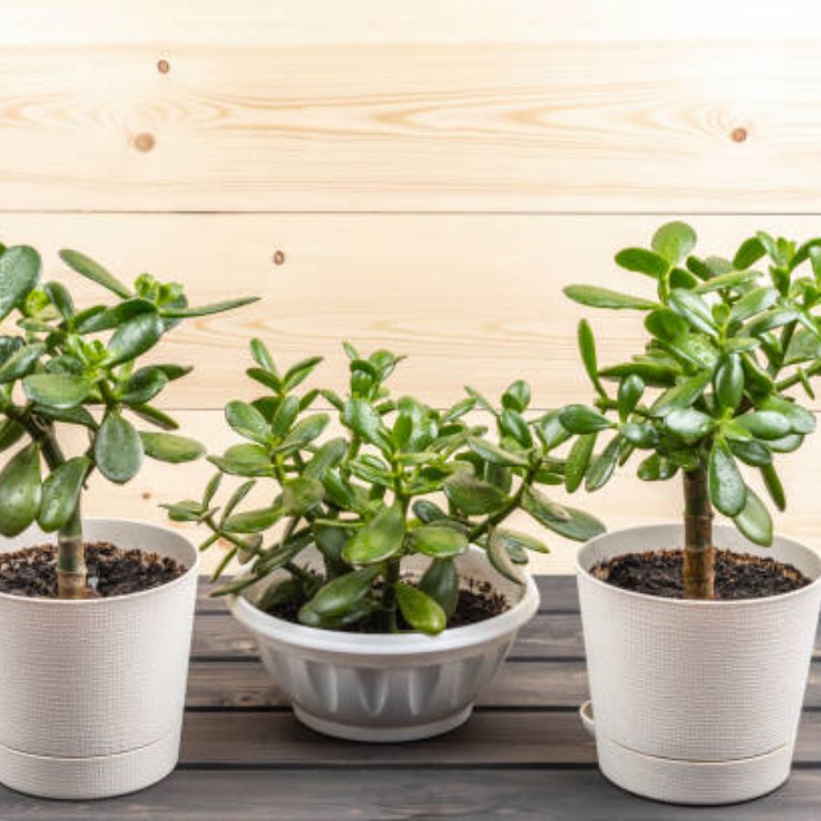 ২.জেড প্ল্যান্ট: খুব কম জলে বেঁচে থাকে এই গাছ। খুব বেশি আলোরও প্রয়োজন নেই এদের। ঘরের কোণে, যেখানে সরাসরি সূর্যের আলো পৌঁছয় না, সেখানে রাখতে পারেন এই গাছগুলি।