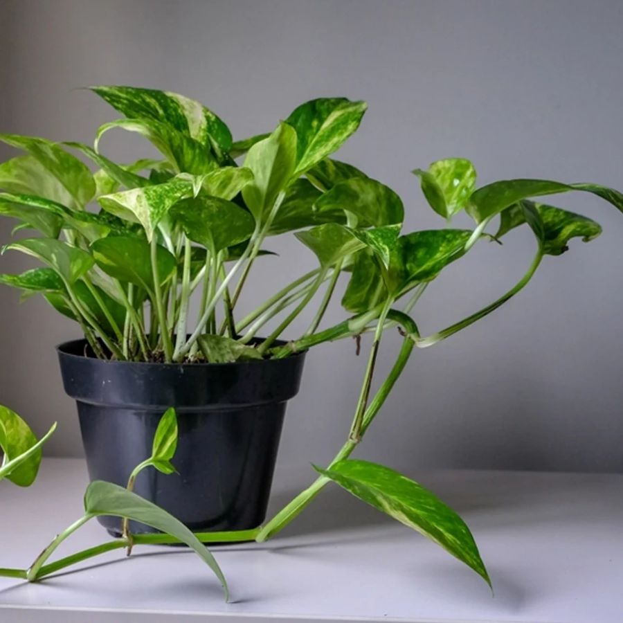 ৩.মানি প্ল্যান্ট: কার্বন ডাই-অক্সাইড ও ফর্মালডিহাইড শোষণ করে। এই গাছ ঘরের সৌন্দর্য বাড়ানোর পাশাপাশি বাতাস পরিশুদ্ধ করতেও সাহায্য করে।  এটি অত্যন্ত সহনশীল একটি গাছ, যা কম আলোতেও বেঁচে থাকতে পারে। 