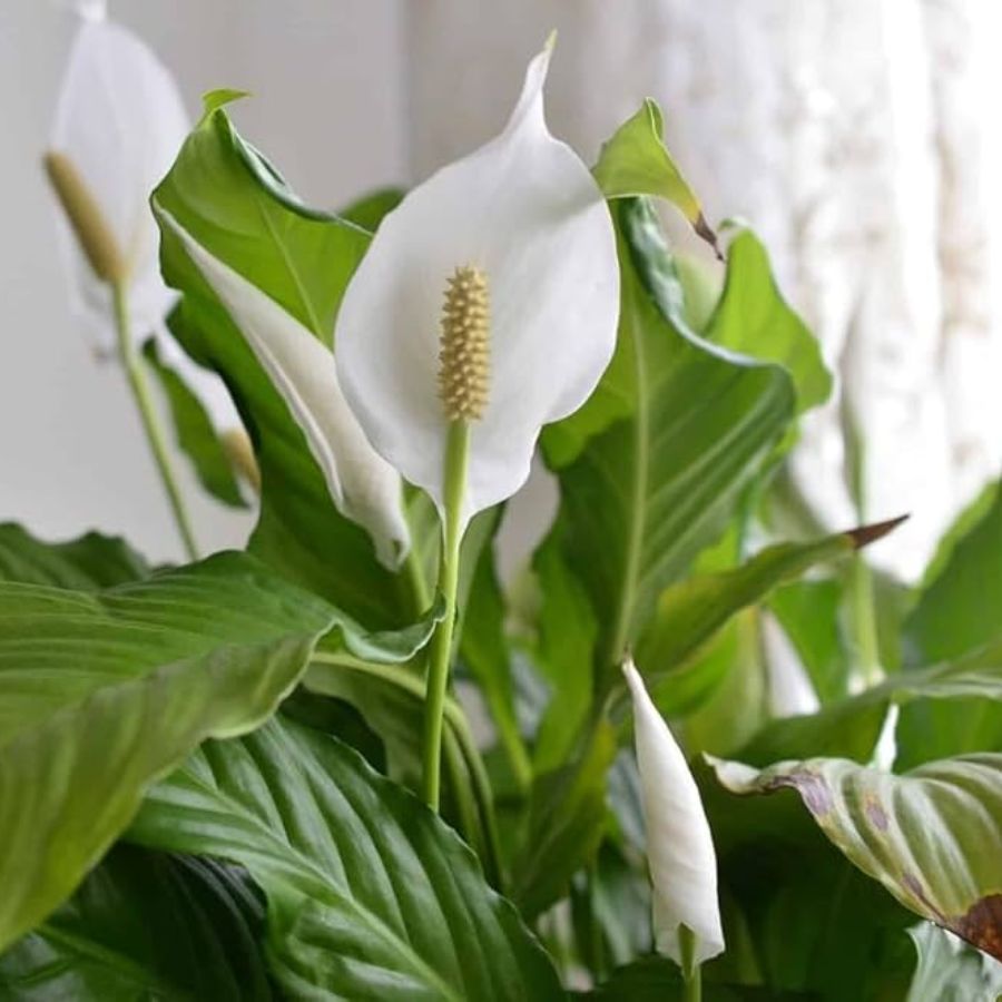 ৪.পিস লিলি: ছত্রাক, ধুলো ও ক্ষতিকর গ্যাস দূর করে। এর চকচকে সবুজ পাতা এবং সাদা ফুলের জন্য পরিচিত এই গাছটিকে শান্তির প্রতীক মনে করা হয়। এটি ঘরের বায়ু পরিশোধনে অত্যন্ত কার্যকরী।