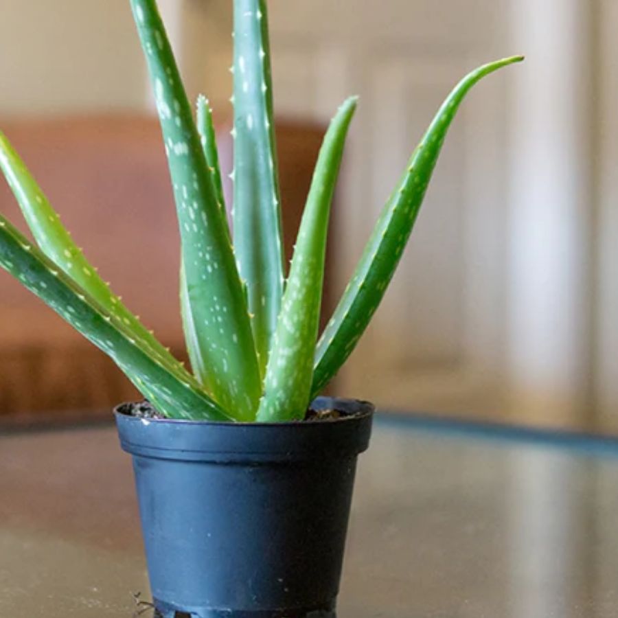 ৫.অ্যালোভেরা:  টক্সিন শোষণ করে ও অক্সিজেন দেয়। অ্যালোভেরা সাকিউলেন্ট বা ক্যাকটাস জাতীয় গাছ। অর্থাৎ, অল্প জল, শুকনো আবহাওয়াতেও অ্যালোভেরা ভাল থাকে। টবে ক্যাকটাস সয়েল অথবা সাধারণ মাটি ভরে দিন। খেয়াল রাখুন, যেন প্রতিটি টবেই বেশ কয়েকটি করে গর্ত বা ড্রেনেজ হোল থাকে। কারণ, মাটি অতিরিক্ত জল ধারণ করলে অ্যালোভেরা গাছ নষ্ট হয়ে যাওয়ার আশঙ্কা থাকে।