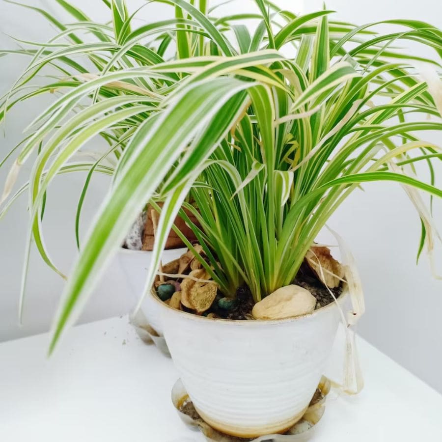 ৬.স্পাইডার প্ল্যান্ট: কার্বন মনোক্সাইড ও বিষাক্ত রাসায়নিক শোষণ করে।