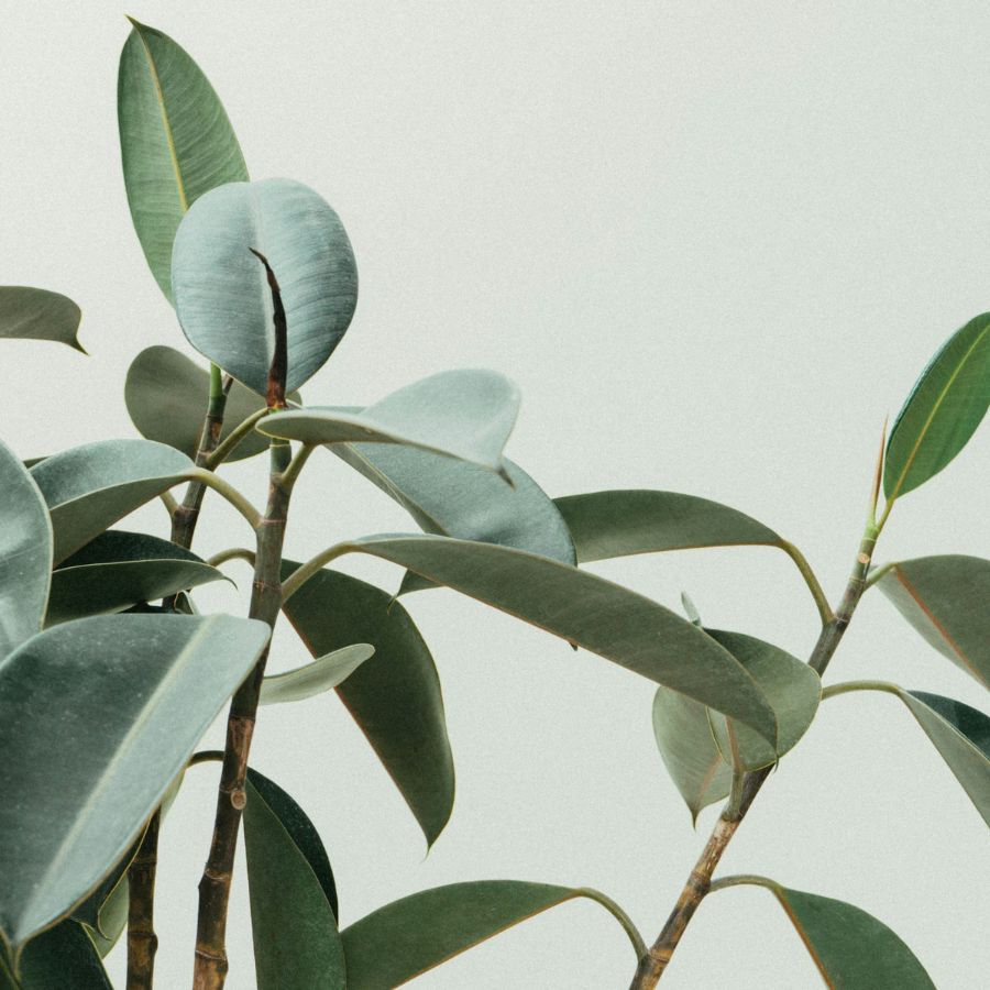 ৮.রাবার প্ল্যান্ট: বাতাসের ক্ষতিকর উপাদান টেনে নেয়। যা প্রক্রিয়াকরণের মাধ্যমে প্রাকৃতিক রাবার তৈরি হয়।