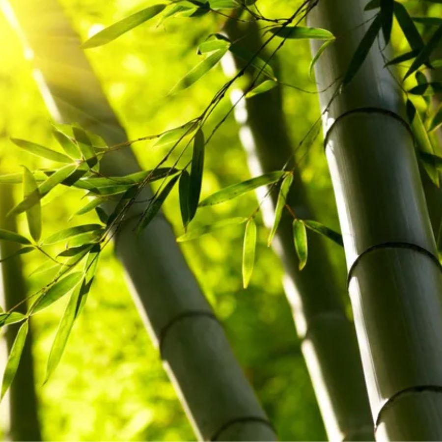 ৯. চাইনিজ ব্যাম্বু: গৃহসজ্জায় এ ধরনের গাছের জুড়ি নেই। এ গাছকে ‘লাকি ব্যাম্বু’ও বলা হয়। এই ধরনের গাছ বাড়িতে রাখা শুভ বলেও মনে করেন অনেকে। সাধারণত, অত্যন্ত কম যত্নআত্তিতে ভাল থাকে লাকি ব্যাম্বু।