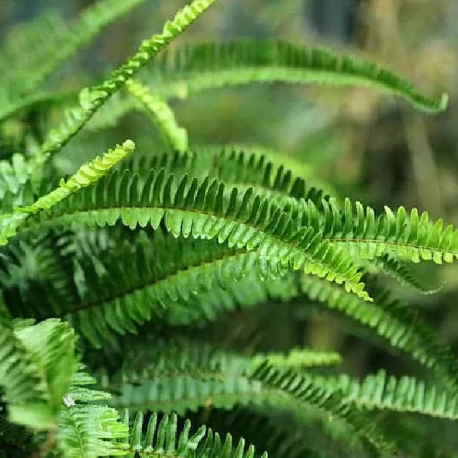 ১০.বস্টন ফার্ন: ধুলো ও বিষাক্ত কণা শোষণ করে। এটি সাধারণত টবে বা ঝুলন্ত অবস্থায় ভাল ভাবে বাড়ে এবং অন্দরসজ্জায় একটি সতেজ পরিবেশ তৈরি করে।  (এই প্রতিবেদনটি 'আনন্দ উৎসব' ফিচারের একটি অংশ)।