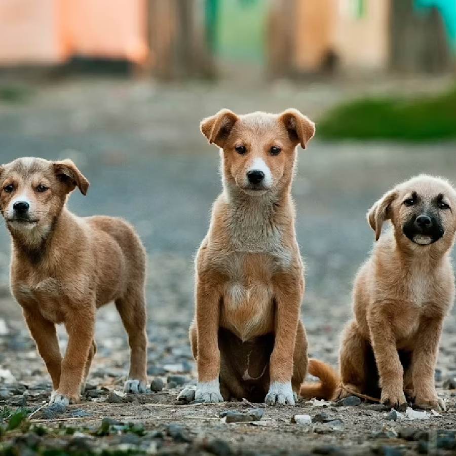 How to tackle street dogs if you are afraid of pack of stray dog dgtl