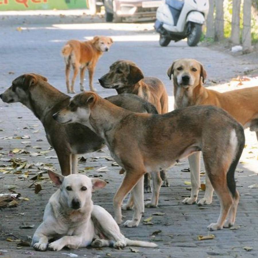 Negligence of Administration is responsible for changes in behavior of street dogs, making them violent