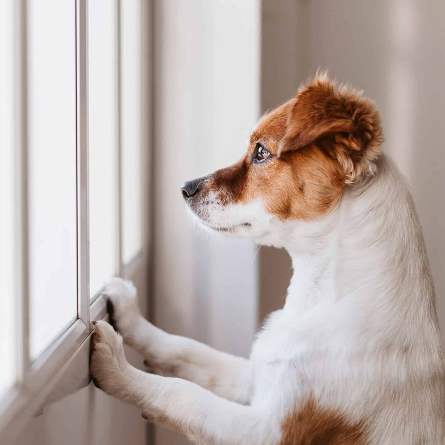 5 easy tips to ease your pet’s separation anxiety when left alone