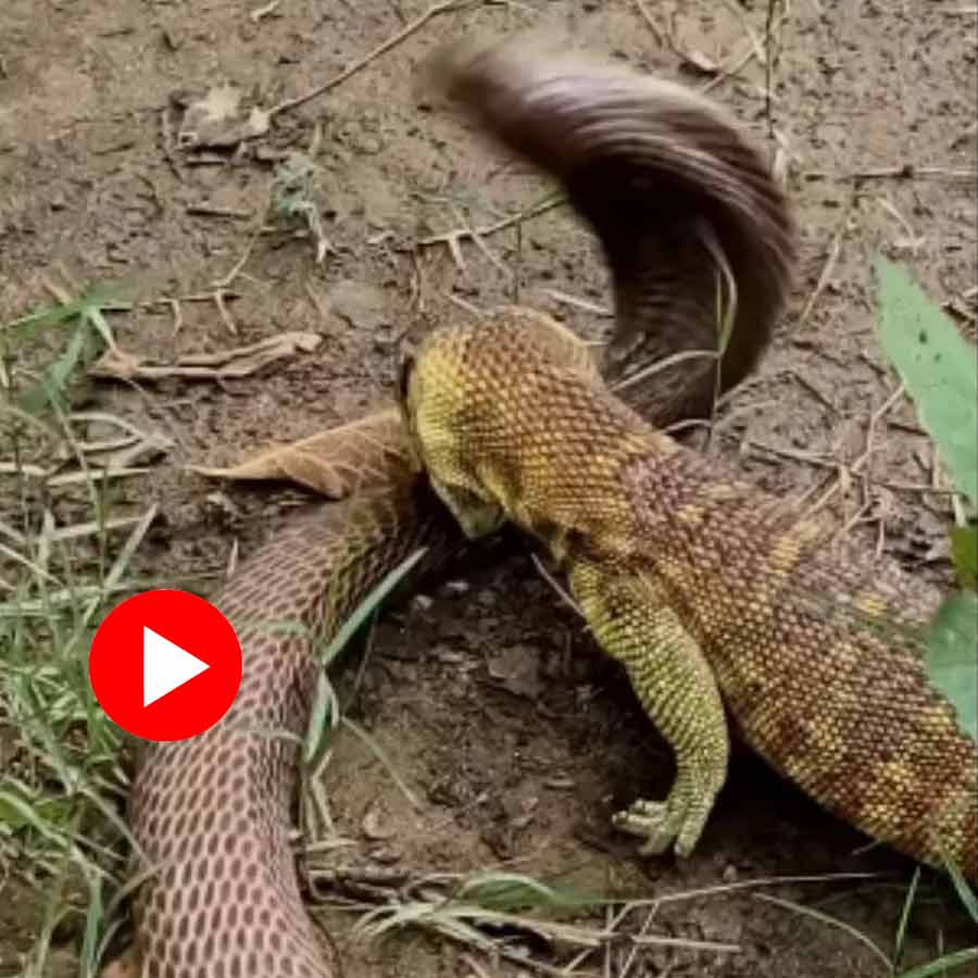 Video shows fight between cobra and monitor lizard in jungle