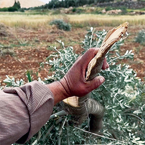 Israel Defence Forces uproot thousands of olive trees in West Bank dgtl