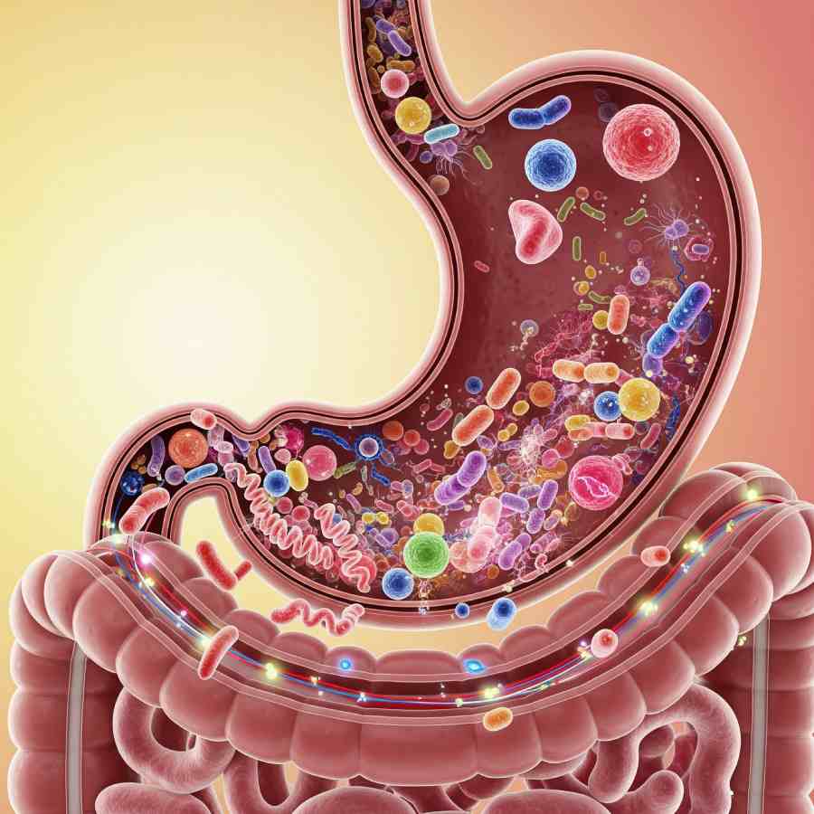 অন্ত্রের স্বাস্থ্য ভাল রাখতে কোন খাবার খাবেন?