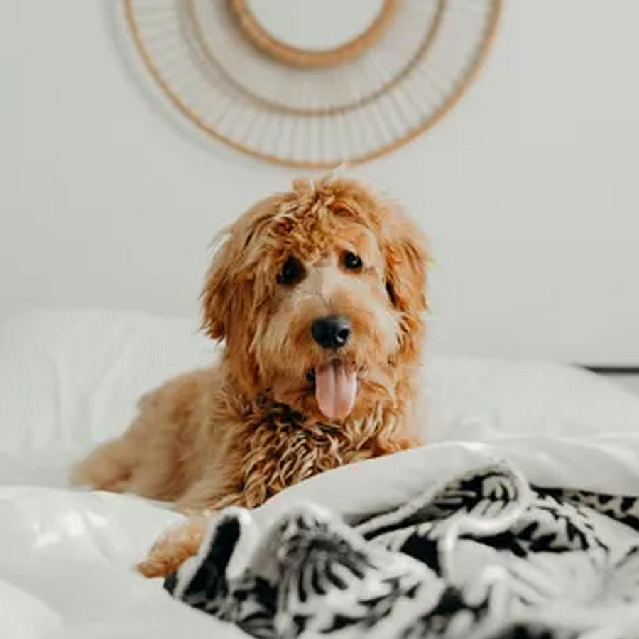 Chinese hotel arranging pet friends for guests