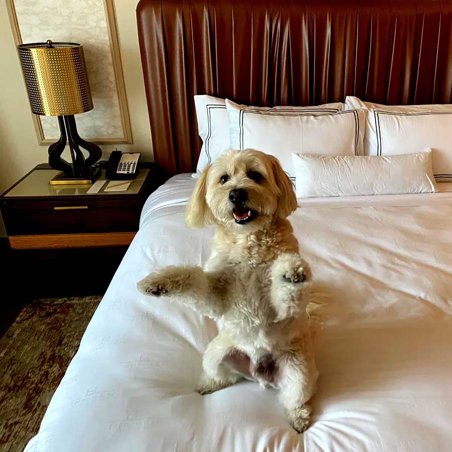 Chinese hotel arranging pet friends for guests