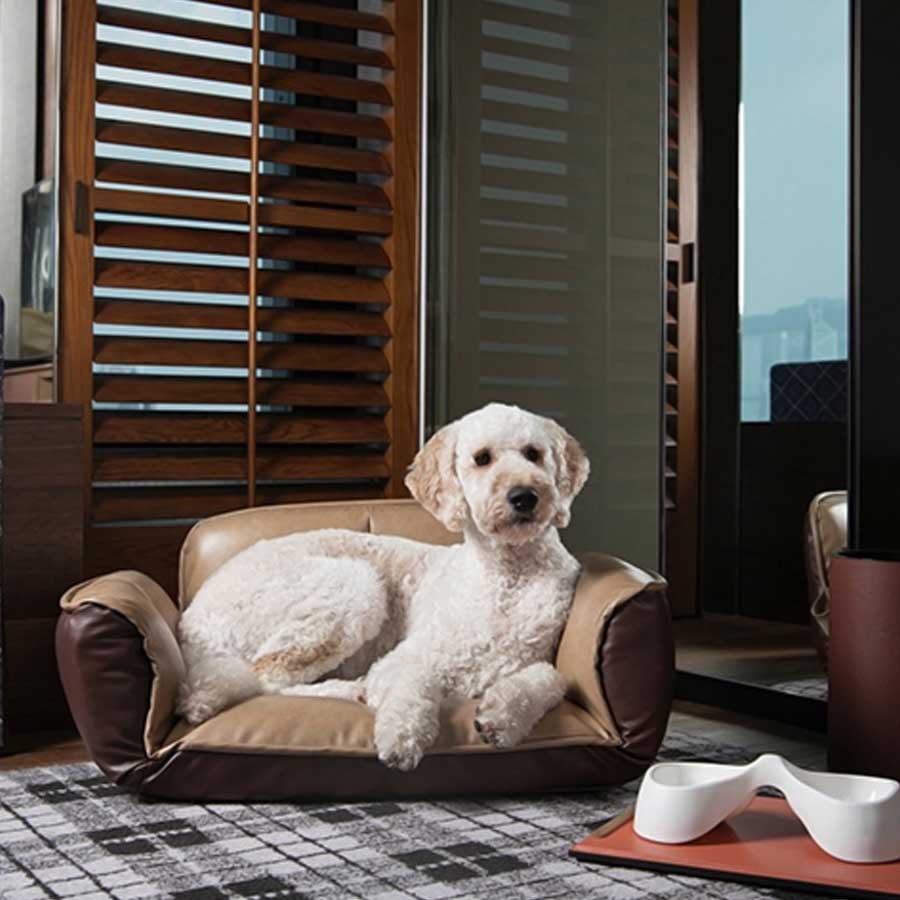 Chinese hotel arranging pet friends for guests