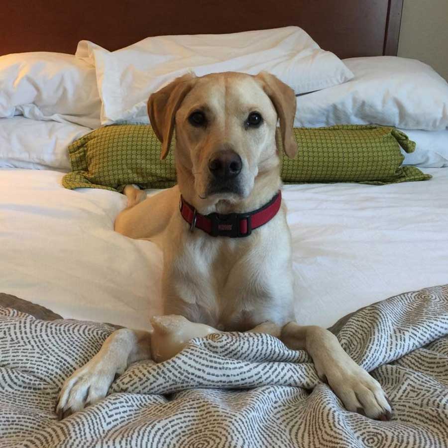Chinese hotel arranging pet friends for guests